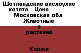 Шотландские вислоухие котята › Цена ­ 6 000 - Московская обл. Животные и растения » Кошки   